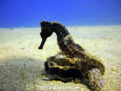 I have alway been looking to take pics of Seahorses but w... by Carlos Rodriguez 